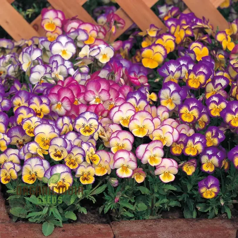 Pansy Ultima Radiance Mix F1 Seeds - Grow Radiant and Colorful Pansies in Your Garden