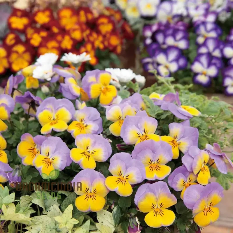 Pansy Ultima Radiance Mix F1 Seeds - Grow Radiant and Colorful Pansies in Your Garden