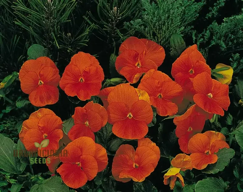 Pansy Padparadja F2 Seeds - Grow Unique and Striking Orange Pansies in Your Garden