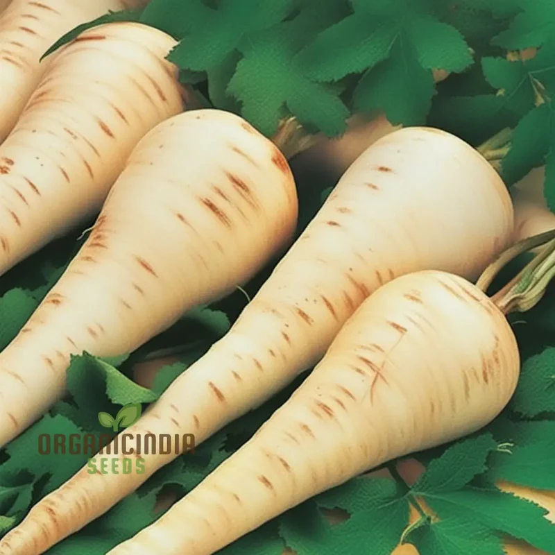 Gladiator F1 Parsnip Vegetable Seeds, Cultivate Robust and Flavorful Parsnips with Expert Tips from Seed to Harvest