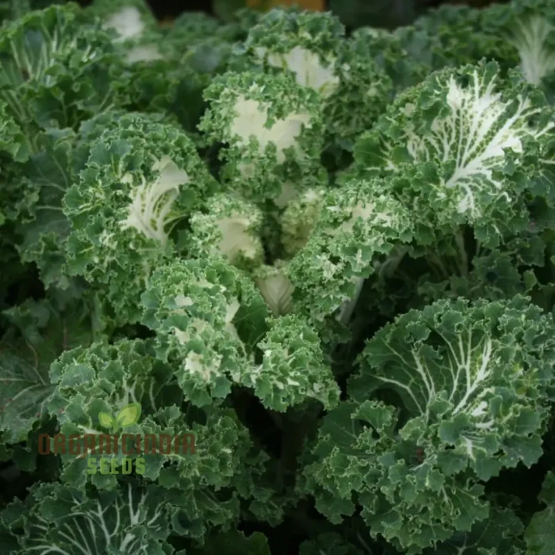 Kale 'Emerald Ice' Seeds for Home Gardening - Abundant Harvests and Nutrient-Rich Greens