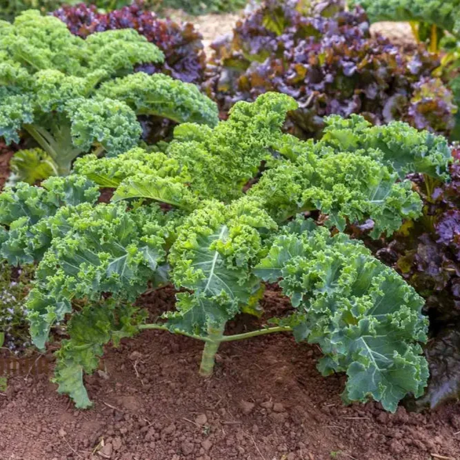 Kale 'Emerald Ice' Seeds for Home Gardening - Abundant Harvests and Nutrient-Rich Greens