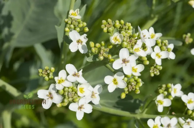 Seakale Lilywhite Flower Seeds – Elegant White Bloom Variety for Garden Planting