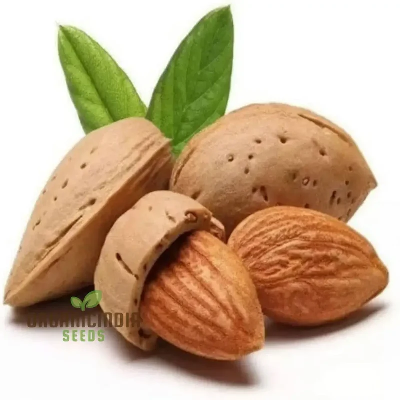 Almond (Badam) Tree Seeds, Cultivate Nutrient-Rich Fruits with Expert Tips on Seed Selection and Care