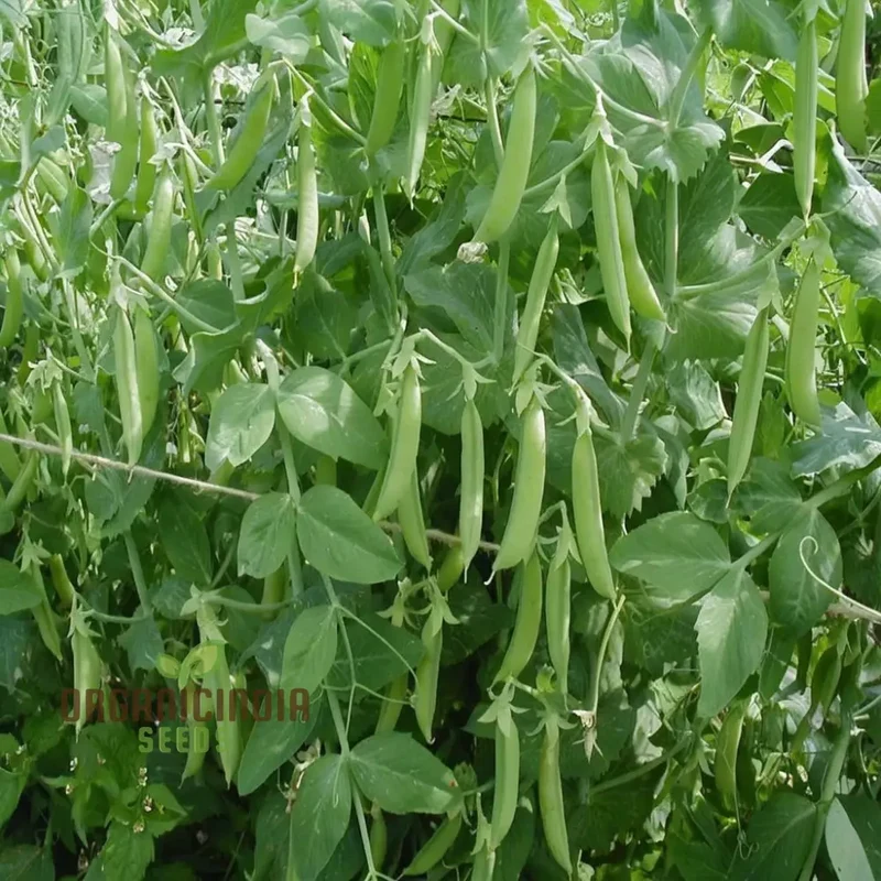 Early Onward Pea Seeds, Heirloom Garden Vegetable Seeds for Early Harvest, Ideal for Home Gardening