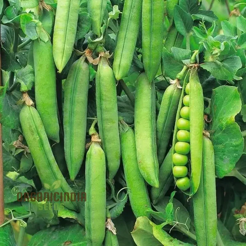 Early Onward Pea Seeds, Heirloom Garden Vegetable Seeds for Early Harvest, Ideal for Home Gardening