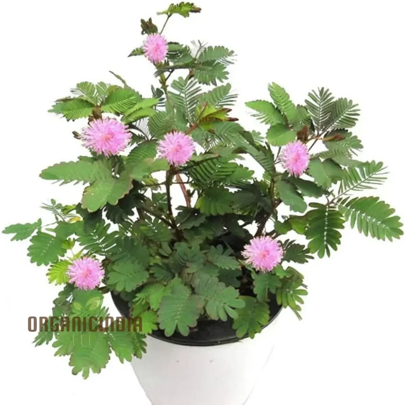 Mimosa Pudica Seeds – Sensitive Plant Variety for Home Gardening