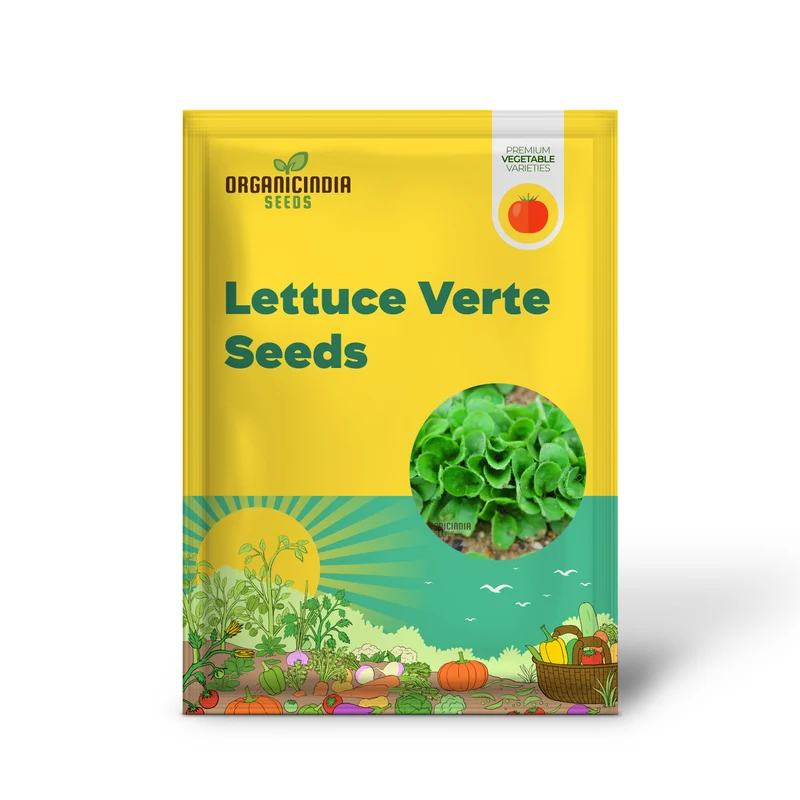 Lambs Lettuce Verte de Cambrai Seeds, Elevate Your Gardening Experience with Fresh, Flavorful Harvests Straight from Your Own Garden!