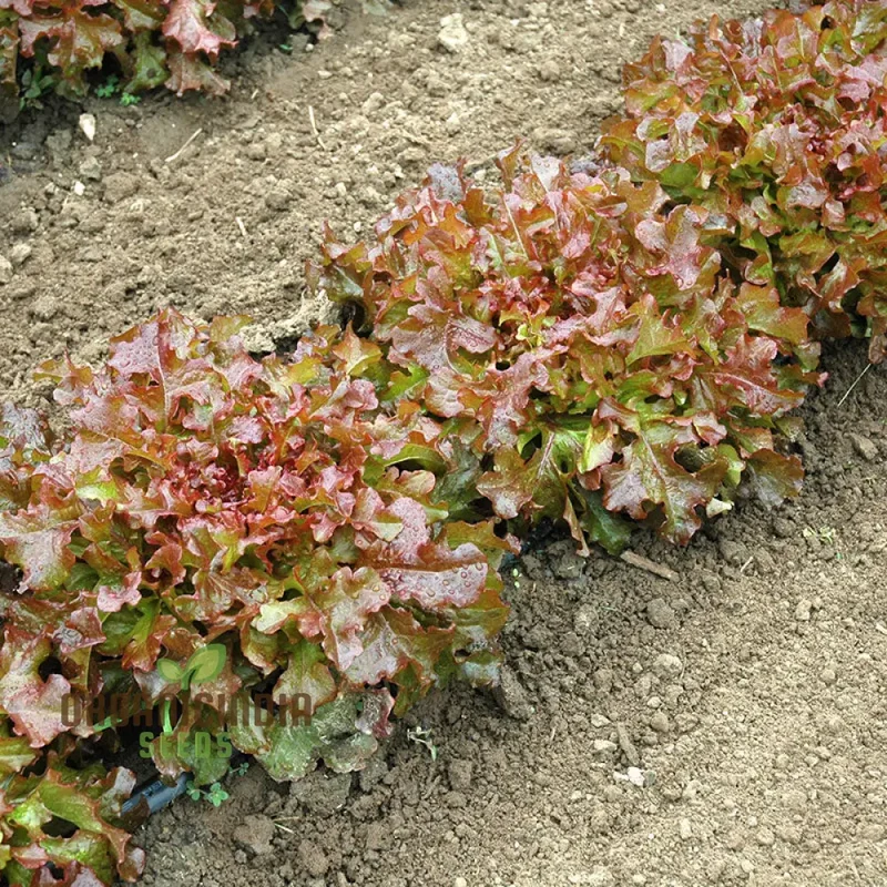 Organic Lettuce Red Salad Bowl Seeds for Planting - Perfect for Home Gardening, Fresh Salads, and Abundant Harvests