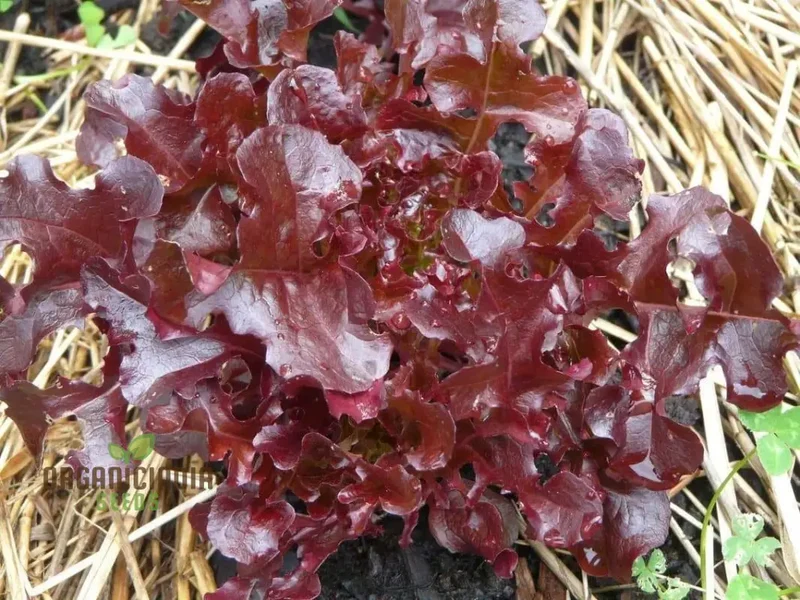 Organic Lettuce Red Salad Bowl Seeds for Planting - Perfect for Home Gardening, Fresh Salads, and Abundant Harvests