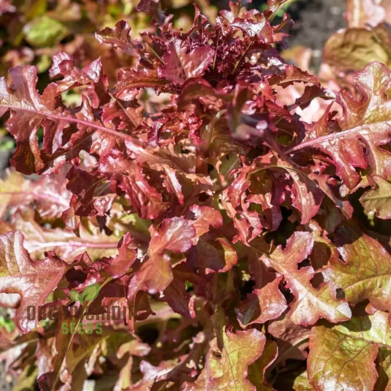 Organic Lettuce Red Salad Bowl Seeds for Planting - Perfect for Home Gardening, Fresh Salads, and Abundant Harvests