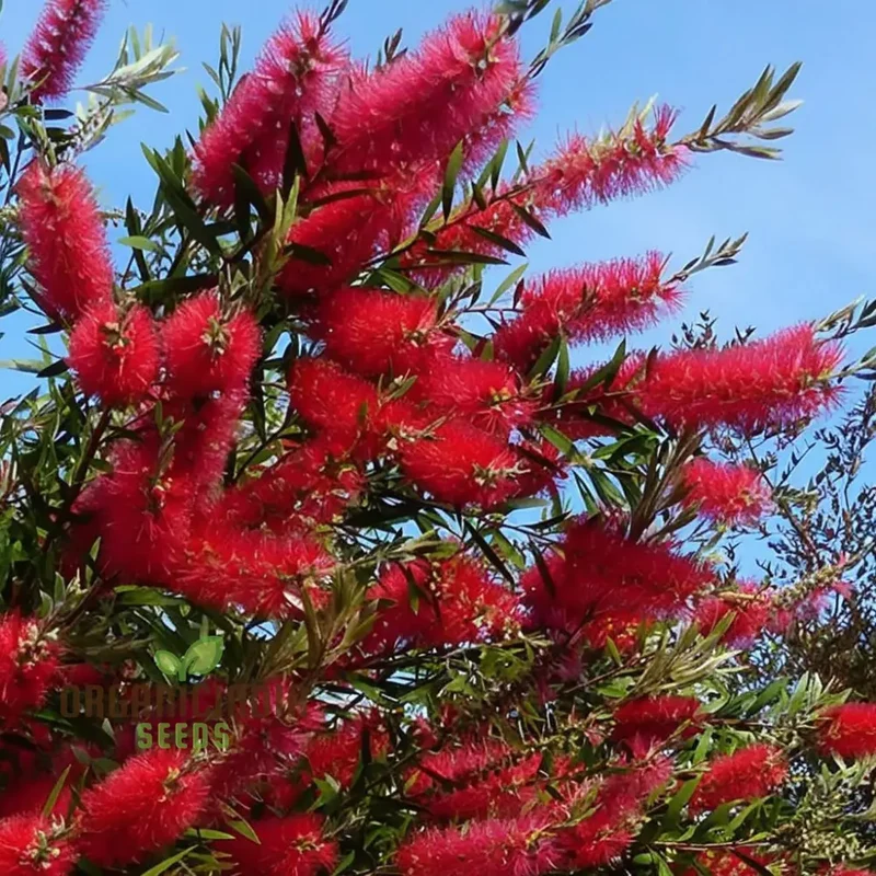Callistemon Citrinus Flower Seeds for Planting,Spectacular Flowers and Lush Greenery