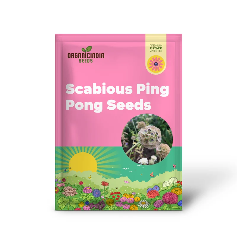 Scabious Ping Pong Seeds - Cultivate Delicate and Whimsical Ping Pong Scabious Flowers in Your Garden