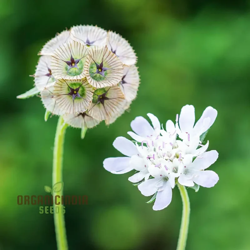 Scabious Ping Pong Seeds - Cultivate Delicate and Whimsical Ping Pong Scabious Flowers in Your Garden