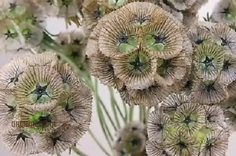 Scabious Ping Pong Seeds - Cultivate Delicate and Whimsical Ping Pong Scabious Flowers in Your Garden