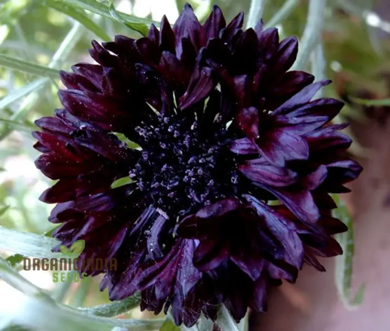 Cornflower Black Ball Seeds for Lush, Vibrant Gardens | Ideal for Creating Stunning Flower Displays