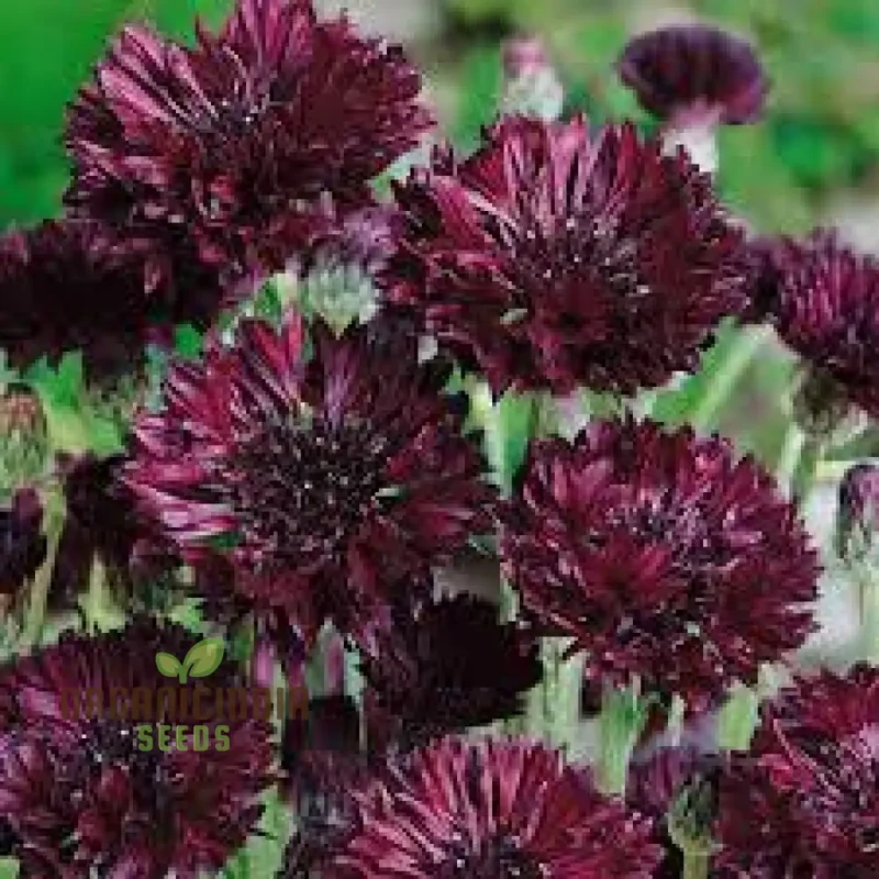 Cornflower Black Ball Seeds for Lush, Vibrant Gardens | Ideal for Creating Stunning Flower Displays