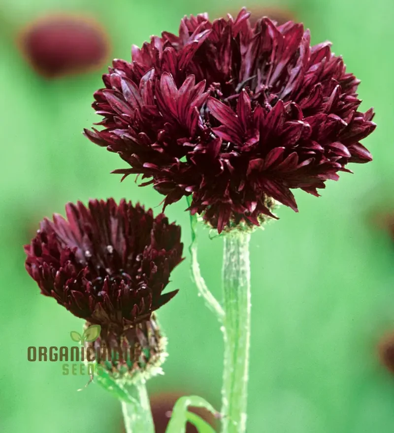 Cornflower Black Ball Seeds for Lush, Vibrant Gardens | Ideal for Creating Stunning Flower Displays