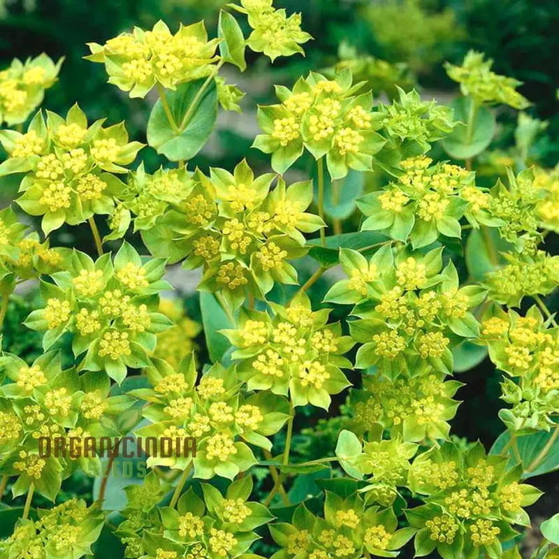 Bupleurum Griffiti Seeds: Elevate Your Gardening Experience with Unique and Beautiful Ornamental Plants!