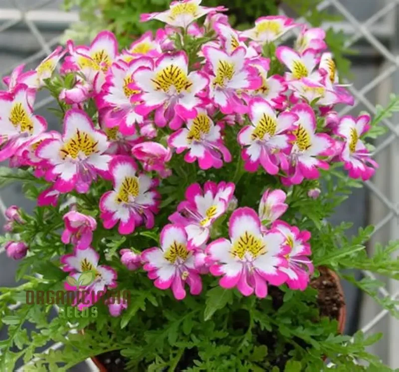 Schizanthus Dr Badgers Flower seeds For Planting - Premium Garden Flowers for Vibrant and Long-Lasting Floral Displays | Perfect for Your Home Garden, Flower Beds, and Landscaping Projects