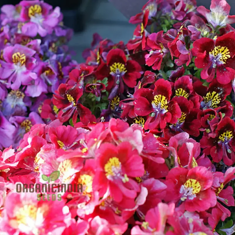 Schizanthus Dr Badgers Flower seeds For Planting - Premium Garden Flowers for Vibrant and Long-Lasting Floral Displays | Perfect for Your Home Garden, Flower Beds, and Landscaping Projects