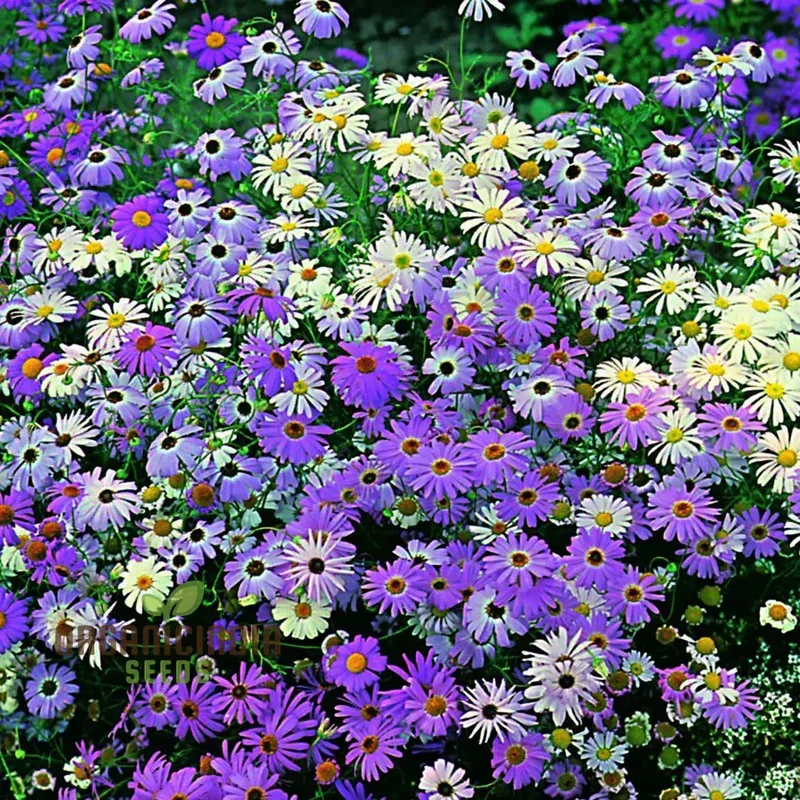 Brachycome Iberidifolia Mixed Seeds for Your Garden - Enhance Your Gardening Experience with a Variety of Vibrant Blooms!