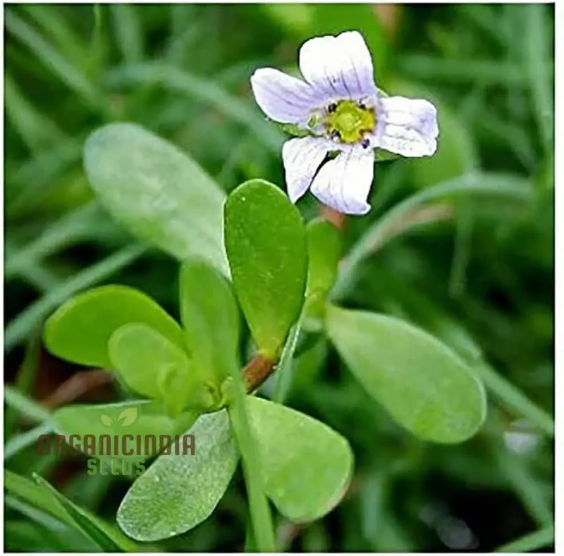 Bacopa Snowtopia Flower Seeds, Cultivate Elegance in Your Garden with Expert Planting and Gardening Techniques
