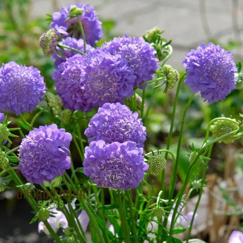 Scabiosa Atropurpurea Oxford Blue Seeds - Grow Beautiful and Elegant Oxford Blue Scabiosa Flowers in Your Garden