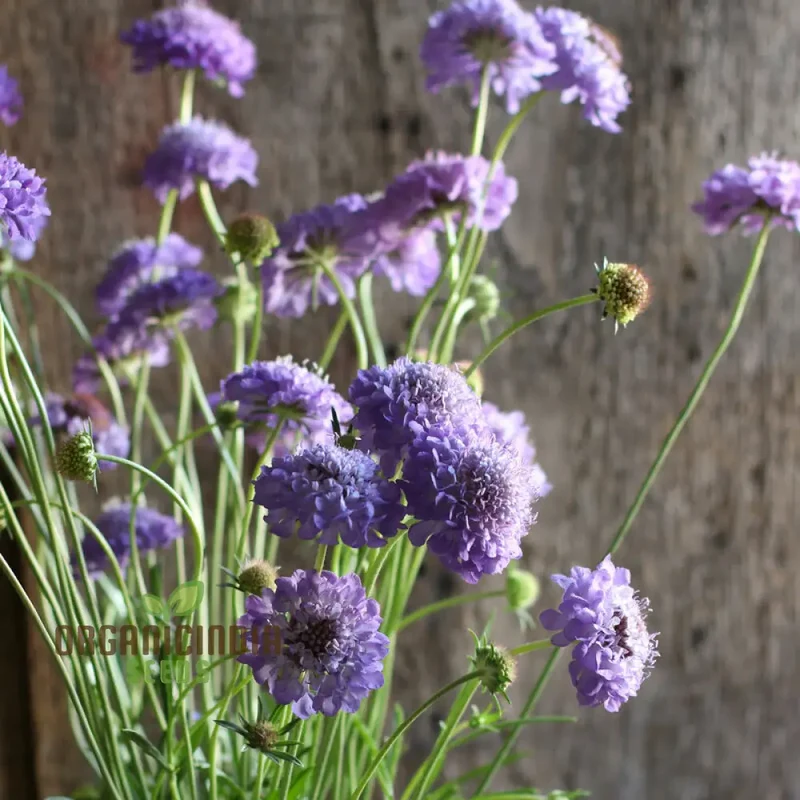 Scabiosa Atropurpurea Oxford Blue Seeds - Grow Beautiful and Elegant Oxford Blue Scabiosa Flowers in Your Garden