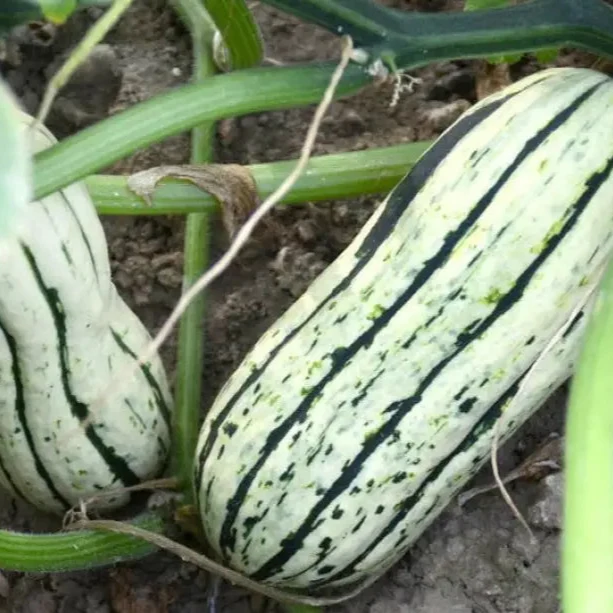 Cornells Squash Vegetable Seeds, A Guide to Planting and Gardening for Cultivating Flavorful and Nutritious Squash
