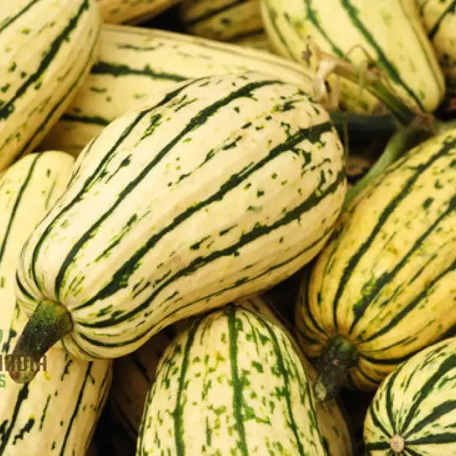 Cornells Squash Vegetable Seeds, A Guide to Planting and Gardening for Cultivating Flavorful and Nutritious Squash