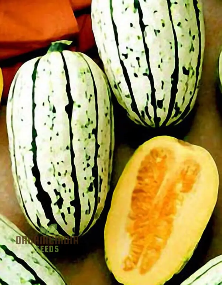 Cornells Squash Vegetable Seeds, A Guide to Planting and Gardening for Cultivating Flavorful and Nutritious Squash