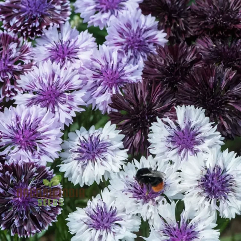 Cornflower Classic Magic Seeds for Planting Elevate Your Gardening Experience with Stunning Blooms and Timeless Beauty