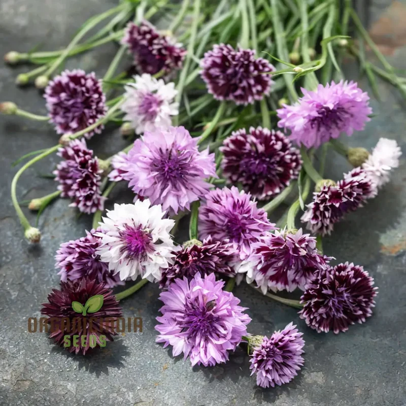 Cornflower Classic Magic Seeds for Planting Elevate Your Gardening Experience with Stunning Blooms and Timeless Beauty