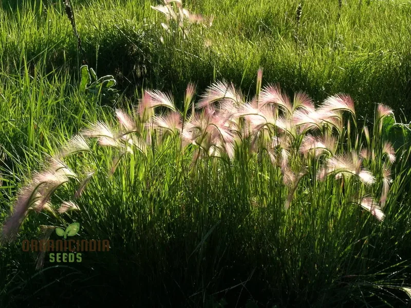 Hordeum jubatum Seeds For Planting: Elegant Ornamental Grass for Garden Enthusiasts Seeking Long-Lasting Beauty