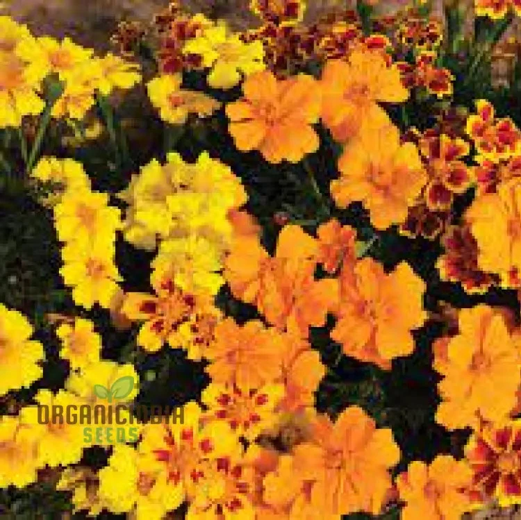 Marigold Disco Mixed Seeds, Bring Vibrant Colors to Your Garden with Premium Quality Gardening Seeds