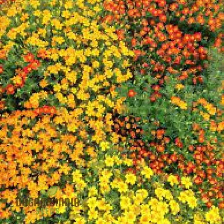 Marigold Disco Mixed Seeds, Bring Vibrant Colors to Your Garden with Premium Quality Gardening Seeds