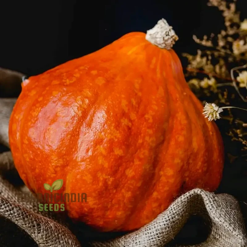 Winter Squash Golden Hubbard Seeds, Cultivating Nutritious and Flavorful Squash with Expert Tips for Successful Growth