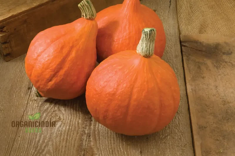 Winter Squash Golden Hubbard Seeds, Cultivating Nutritious and Flavorful Squash with Expert Tips for Successful Growth