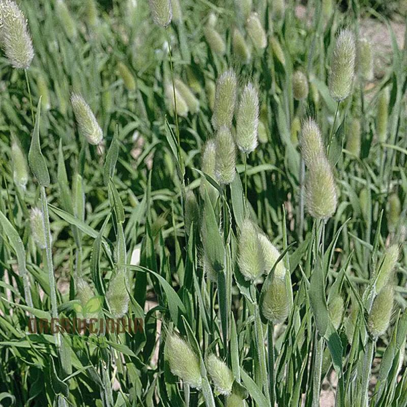 Lagurus Ovatus Seeds – Ornamental Grass Variety for Charming Garden Landscapes