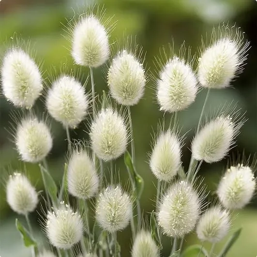 Lagurus Ovatus Seeds – Ornamental Grass Variety for Charming Garden Landscapes