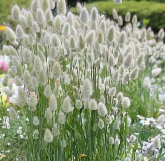 Lagurus Ovatus Seeds – Ornamental Grass Variety for Charming Garden Landscapes