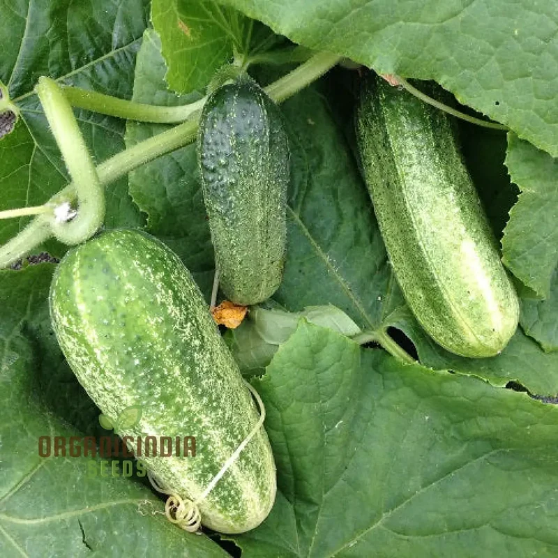 Gherkin Mini Cucumber F1 Vegetable Seeds, Cultivate Petite and Flavorful Cucumbers