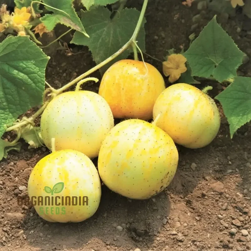 Cucumber Lemon Seeds - Grow Refreshing and Unique Lemon-Flavored Cucumbers