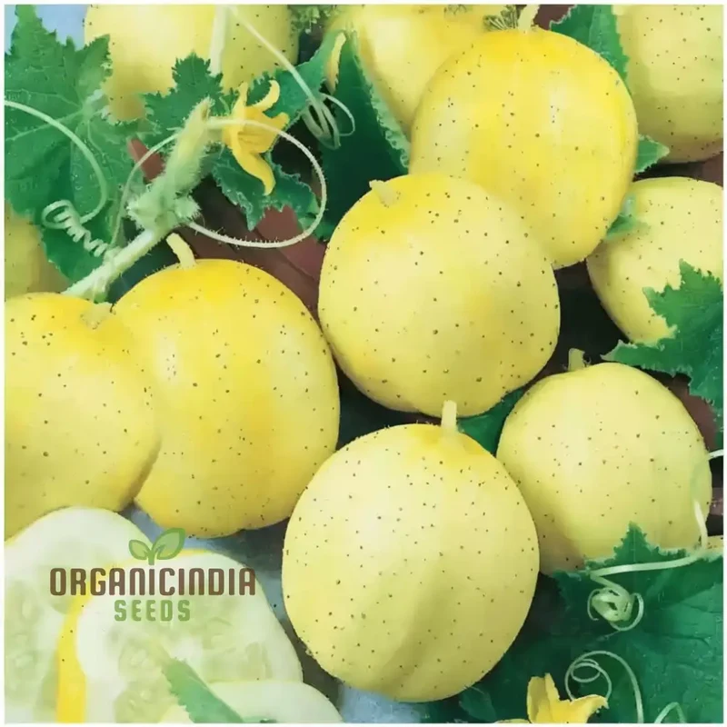 Cucumber Lemon Seeds - Grow Refreshing and Unique Lemon-Flavored Cucumbers