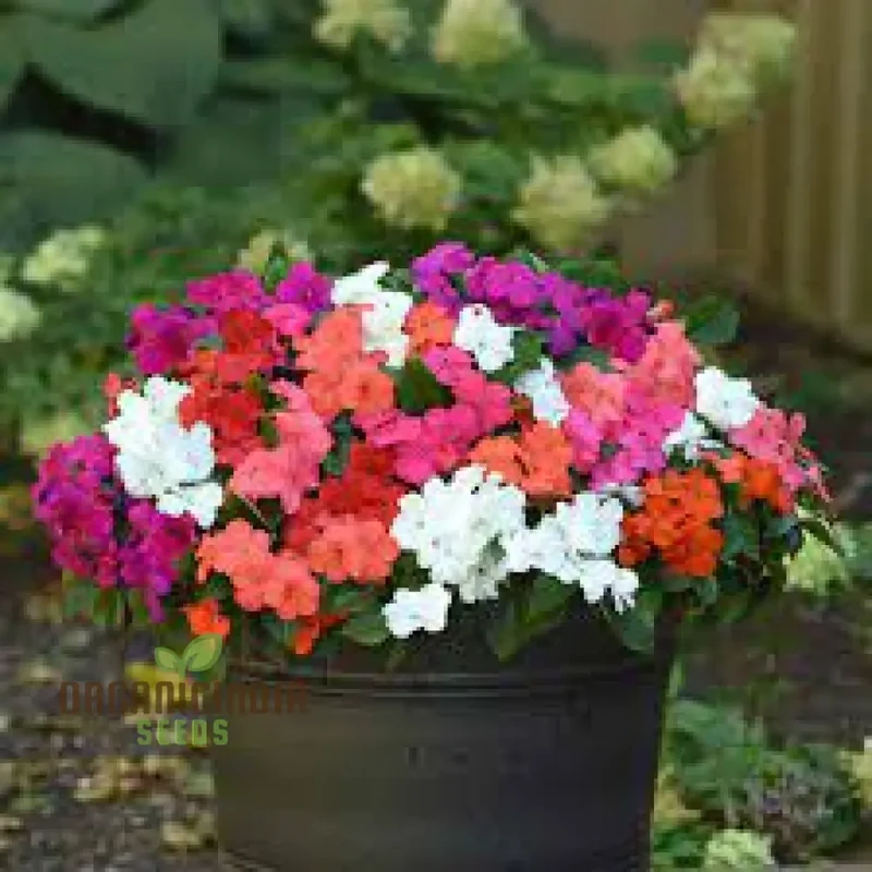 IMPATIENS Flower Seeds For Planting - MIXED Variety for Vibrant and Lush Gardens - Perfect for Colorful Flower Beds, Borders, and Containers - Easy-to-Grow Annuals for Continuous Blooms All Season Long