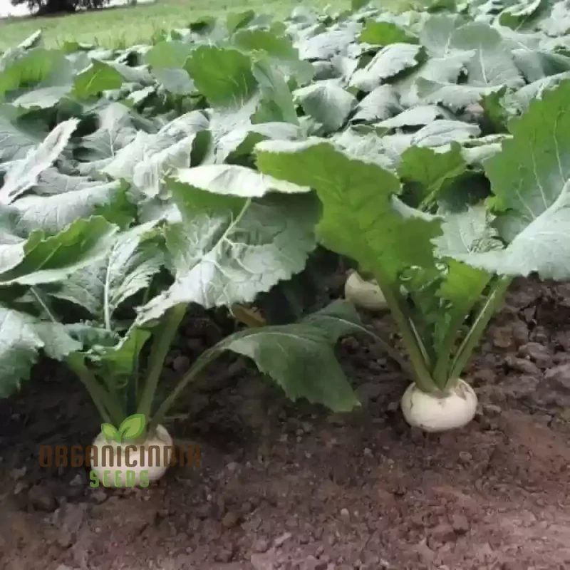 Tokyo Cross Turnip Vegetable Seeds, Premium Quality Vegetable Seeds for Crisp, Sweet Turnips Ideal for Home Garden