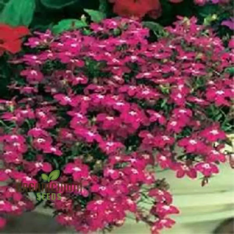 Lobelia Rosamund Seeds for Planting| Rare & Exquisite Varietal Seeds