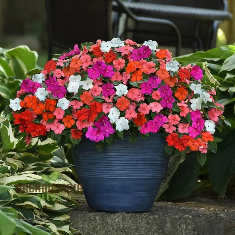 Impatiens Seeds (Lollipop Mix F1) - Premium Variety for Garden Enthusiasts