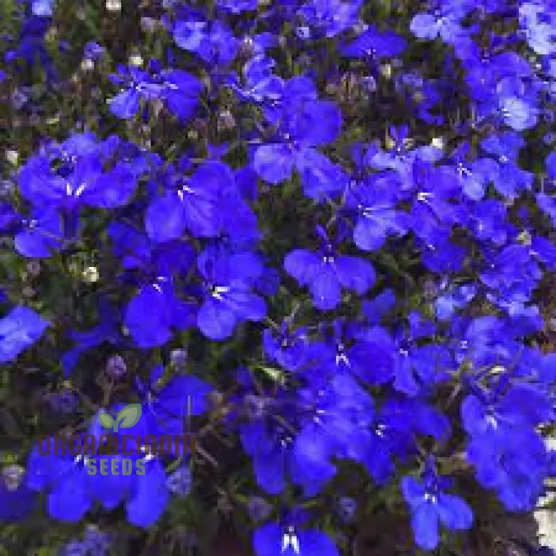 Lobelia Seeds (Lobelia Crystal Palace Seeds) - Stunning Garden Borders and Containers